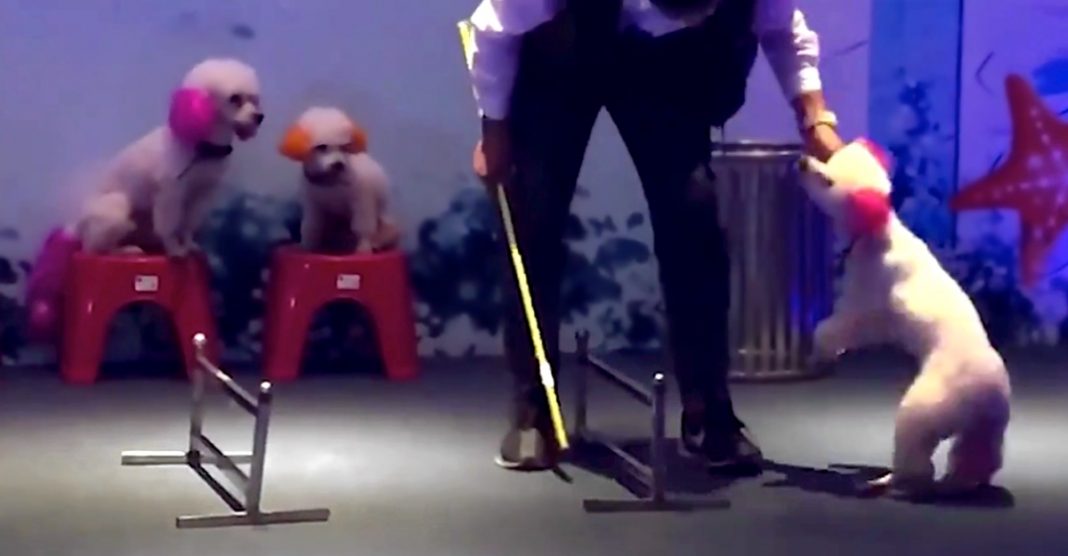 Treinador puxa cachorro exausto pelo pescoço para continuar show num circo na China