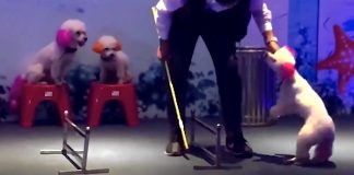 Treinador puxa cachorro exausto pelo pescoço para continuar show num circo na China