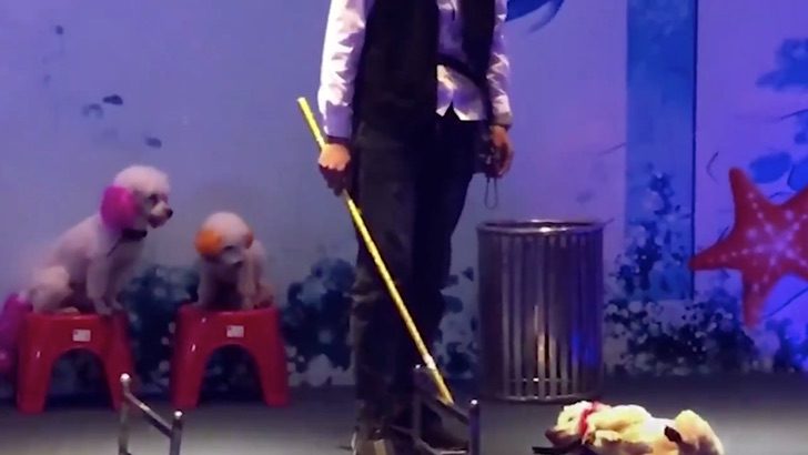 inspiringlife.pt - Treinador puxa cachorro exausto pelo pescoço para continuar show num circo na China