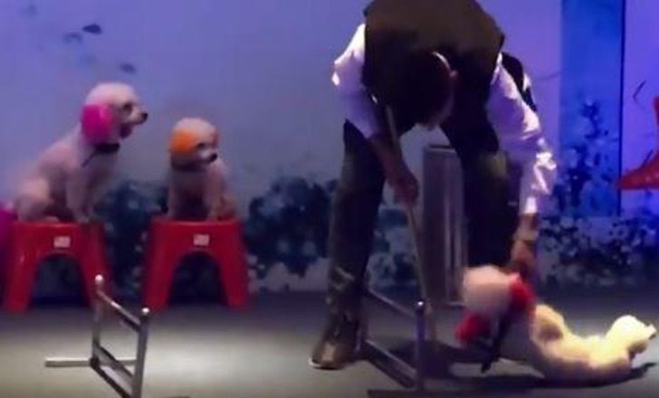 inspiringlife.pt - Treinador puxa cachorro exausto pelo pescoço para continuar show num circo na China