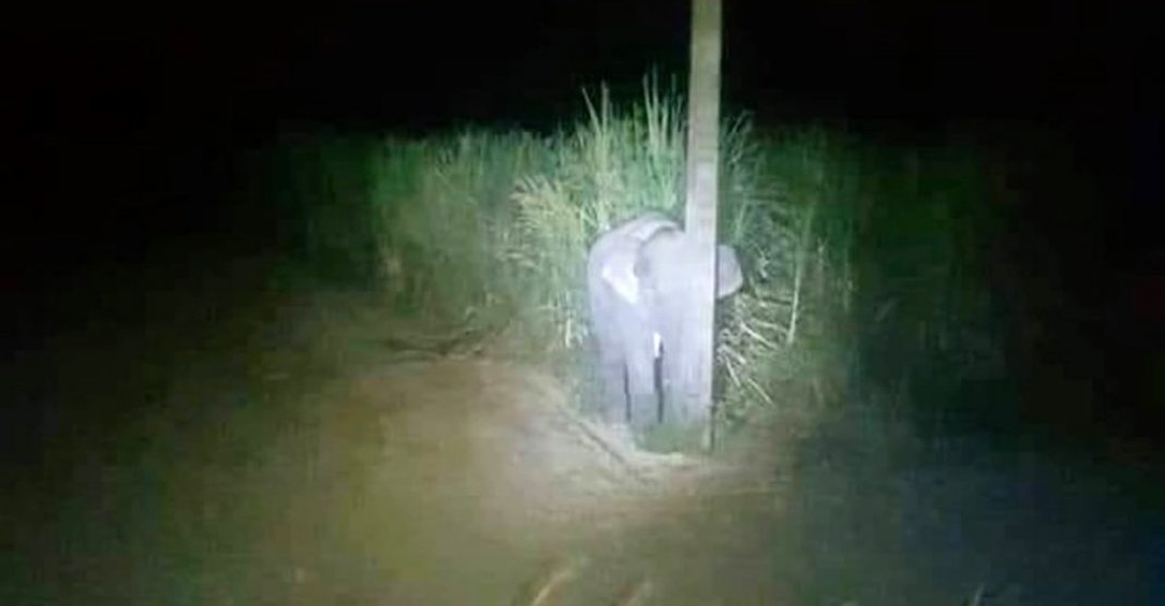 Um elefante bebé apanhado a roubar tenta esconder-se atrás de um poste na Tailândia