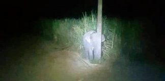 Um elefante bebé apanhado a roubar tenta esconder-se atrás de um poste na Tailândia