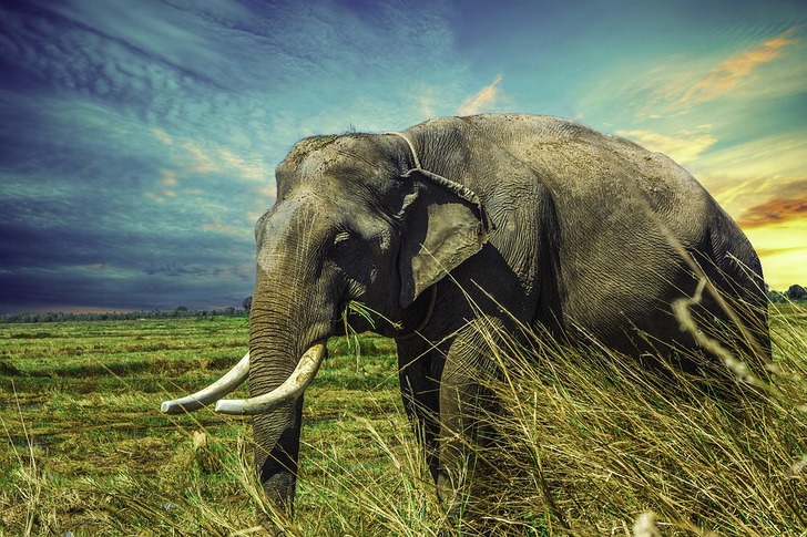 inspiringlife.pt - Um elefante bebé apanhado a roubar tenta esconder-se atrás de um poste na Tailândia