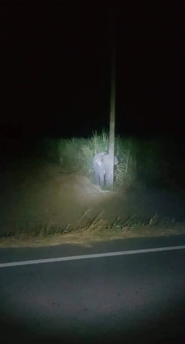 inspiringlife.pt - Um elefante bebé apanhado a roubar tenta esconder-se atrás de um poste na Tailândia