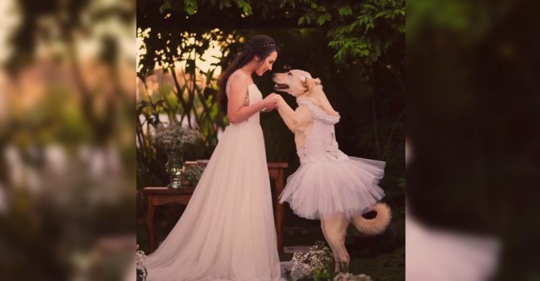 TikTok: Cachorra foi a dama de honra no casamento da sua dona