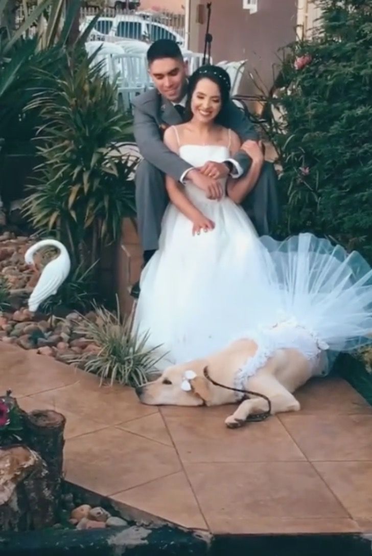 inspiringlife.pt - TikTok: Cachorra foi a dama de honra no casamento da sua dona