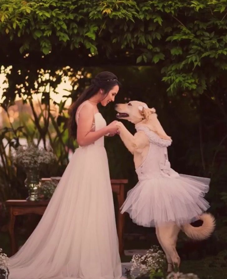 inspiringlife.pt - TikTok: Cachorra foi a dama de honra no casamento da sua dona