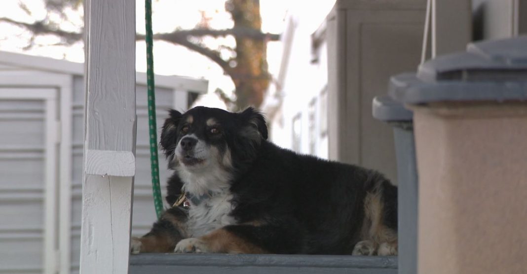 Cachorra herda 5 milhões do seu dono que morreu