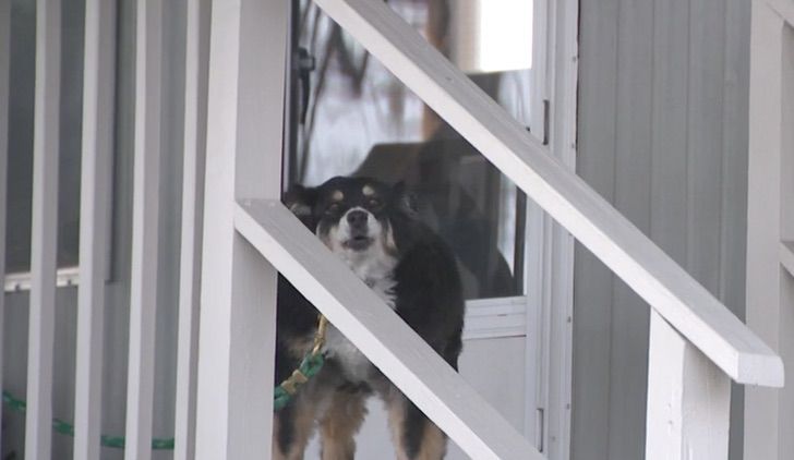 inspiringlife.pt - Cachorra herda 5 milhões do seu dono que morreu