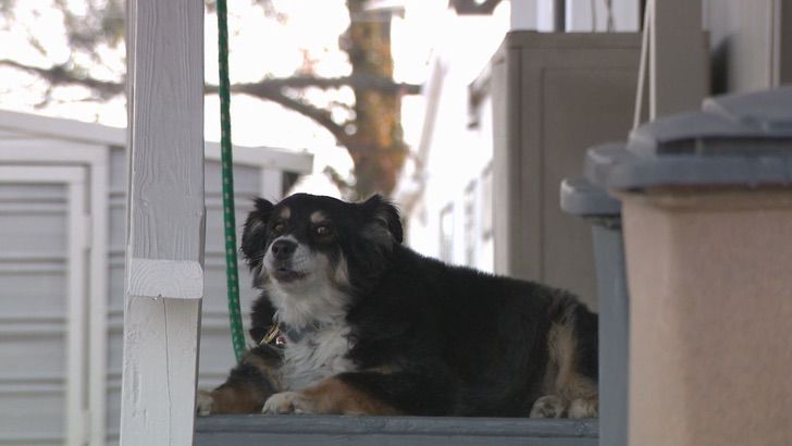 inspiringlife.pt - Cachorra herda 5 milhões do seu dono que morreu