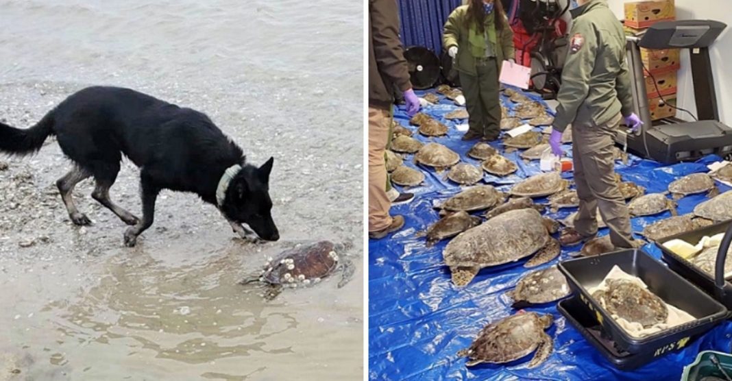 Cachorro salvou cerca de 5.000 tartarugas durante uma tempestade de neve no Texas