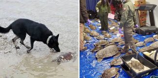 Cachorro salvou cerca de 5.000 tartarugas durante uma tempestade de neve no Texas