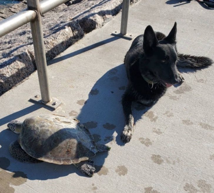 inspiringlife.pt - Cachorro salvou cerca de 5.000 tartarugas durante uma tempestade de neve no Texas