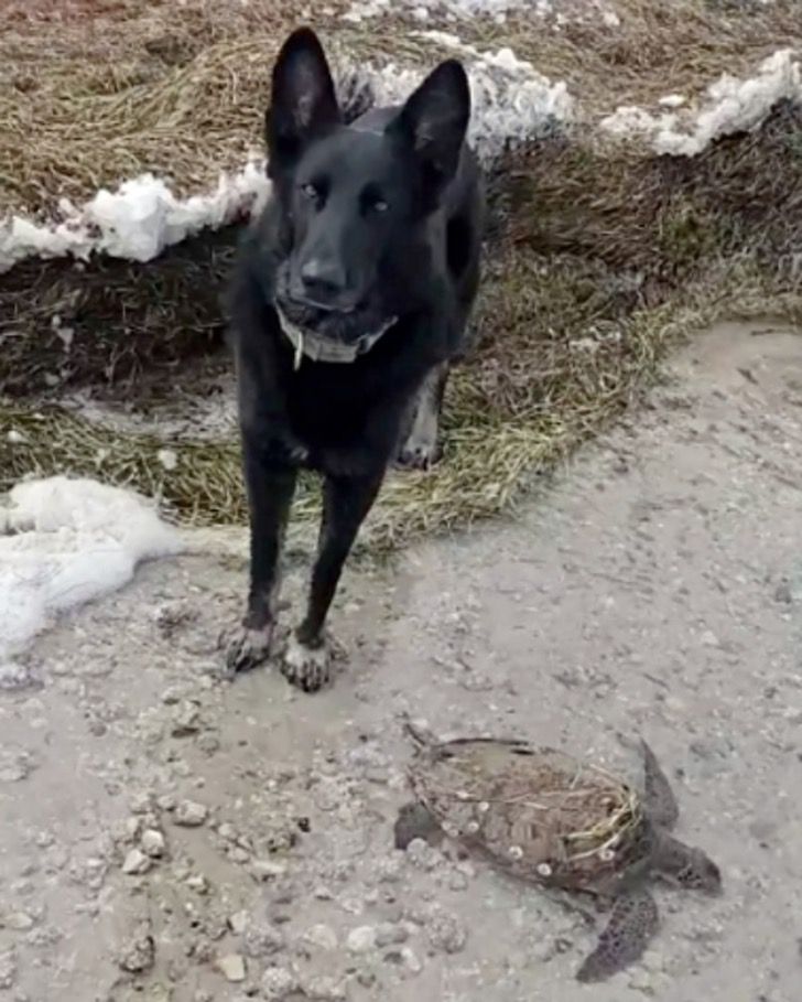 inspiringlife.pt - Cachorro salvou cerca de 5.000 tartarugas durante uma tempestade de neve no Texas