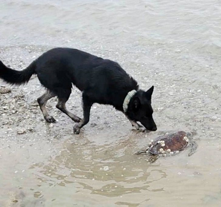 inspiringlife.pt - Cachorro salvou cerca de 5.000 tartarugas durante uma tempestade de neve no Texas