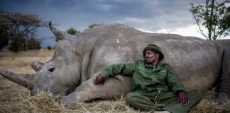 Os dois últimos rinocerontes brancos do mundo têm cuidadores particulares