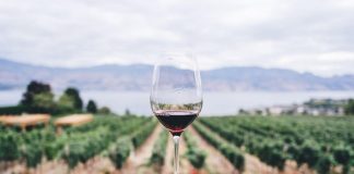As 10 melhores regiões na Europa para os amantes de vinho