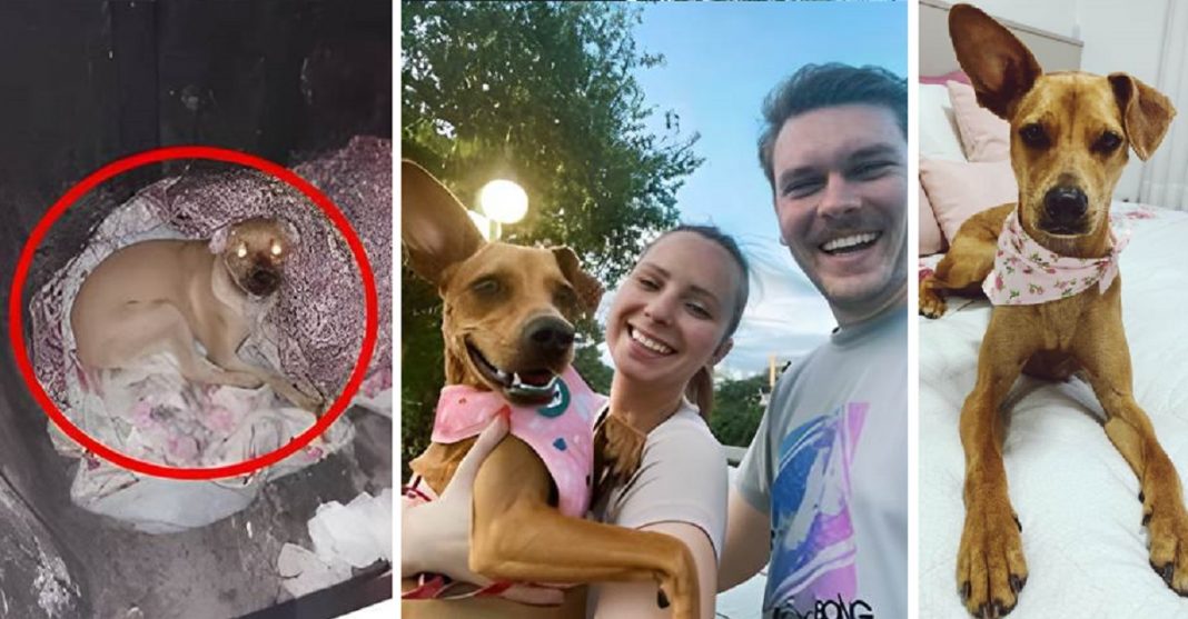 Casal muda a vida de cãozinho abandonado numa lixeira