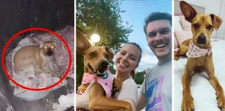 Casal muda a vida de cãozinho abandonado numa lixeira